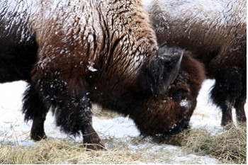 Plains Buffalo Eating